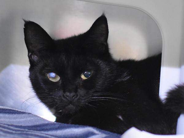 Orbita, Adoptable, Adult Female Domestic Short Hair.