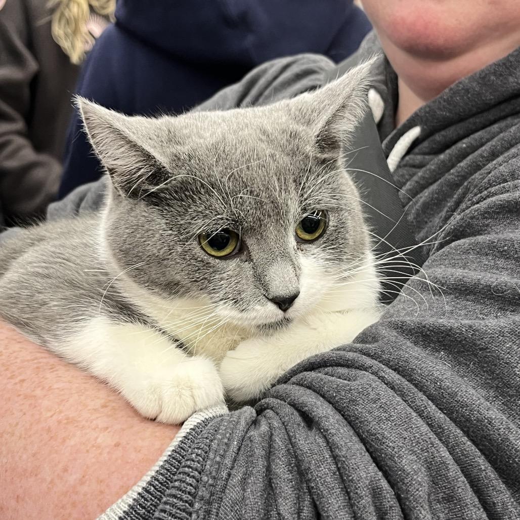 Enlarge Sammy, a Adoptable Domestic Short Hair in Sioux Falls, SD image 1/1