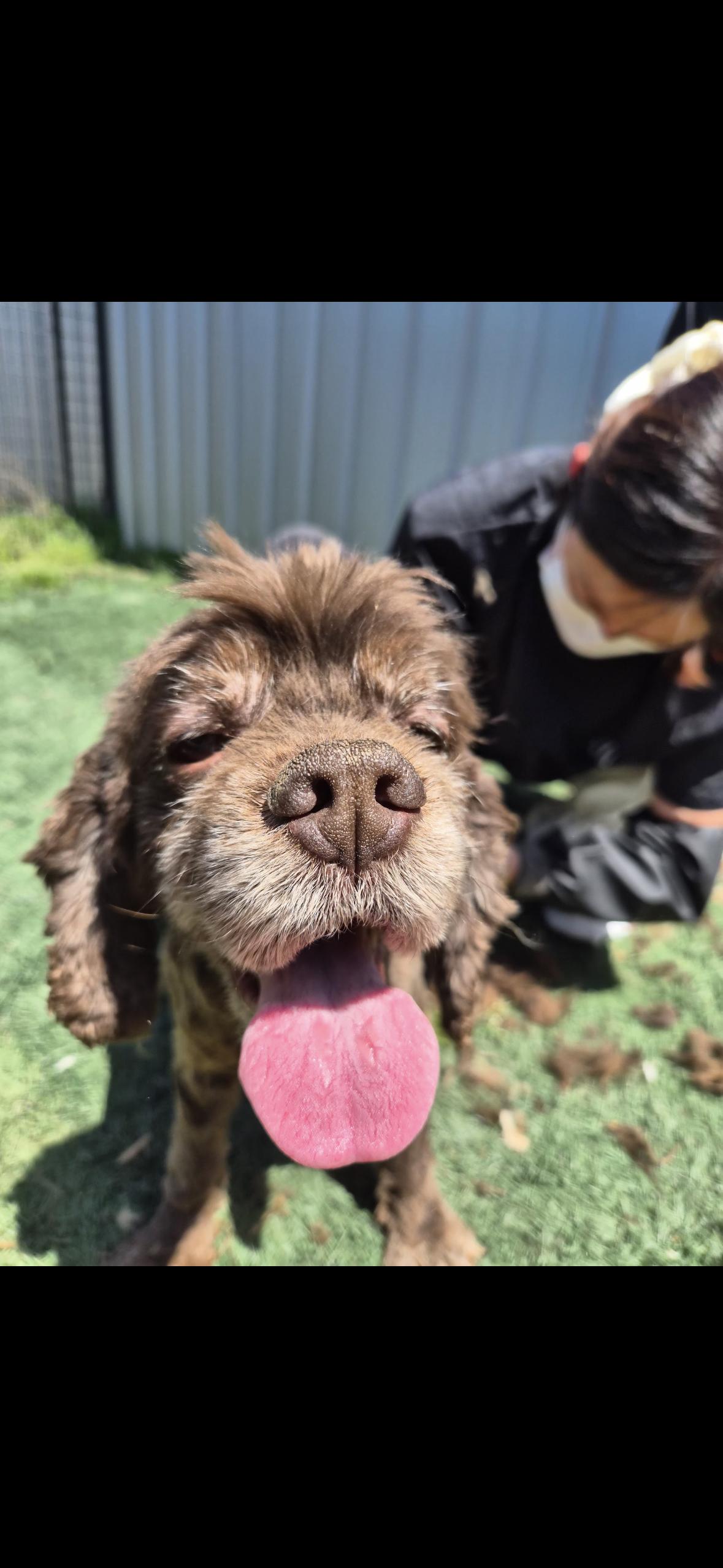 Andy, Adoptable, Adult Male Cocker Spaniel.