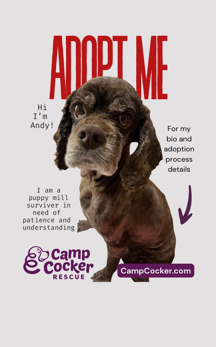 Andy, a Adoptable mixed breed in Sherman Oaks, CA image 2/3