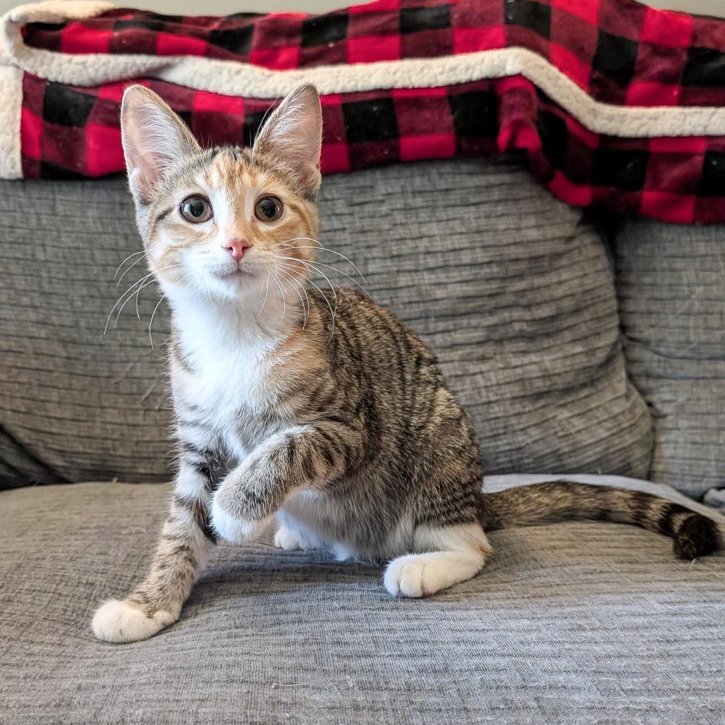 Sugar Plum, a Adoptable Domestic Short Hair in Cincinnati, OH image 1/5