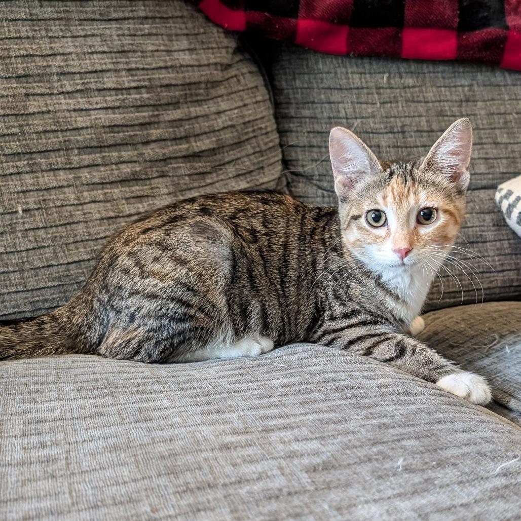 Sugar Plum, a Adoptable Domestic Short Hair in Cincinnati, OH image 2/5