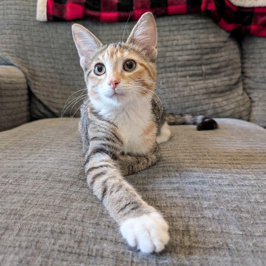 Sugar Plum, a Adoptable Domestic Short Hair in Cincinnati, OH image 3/5