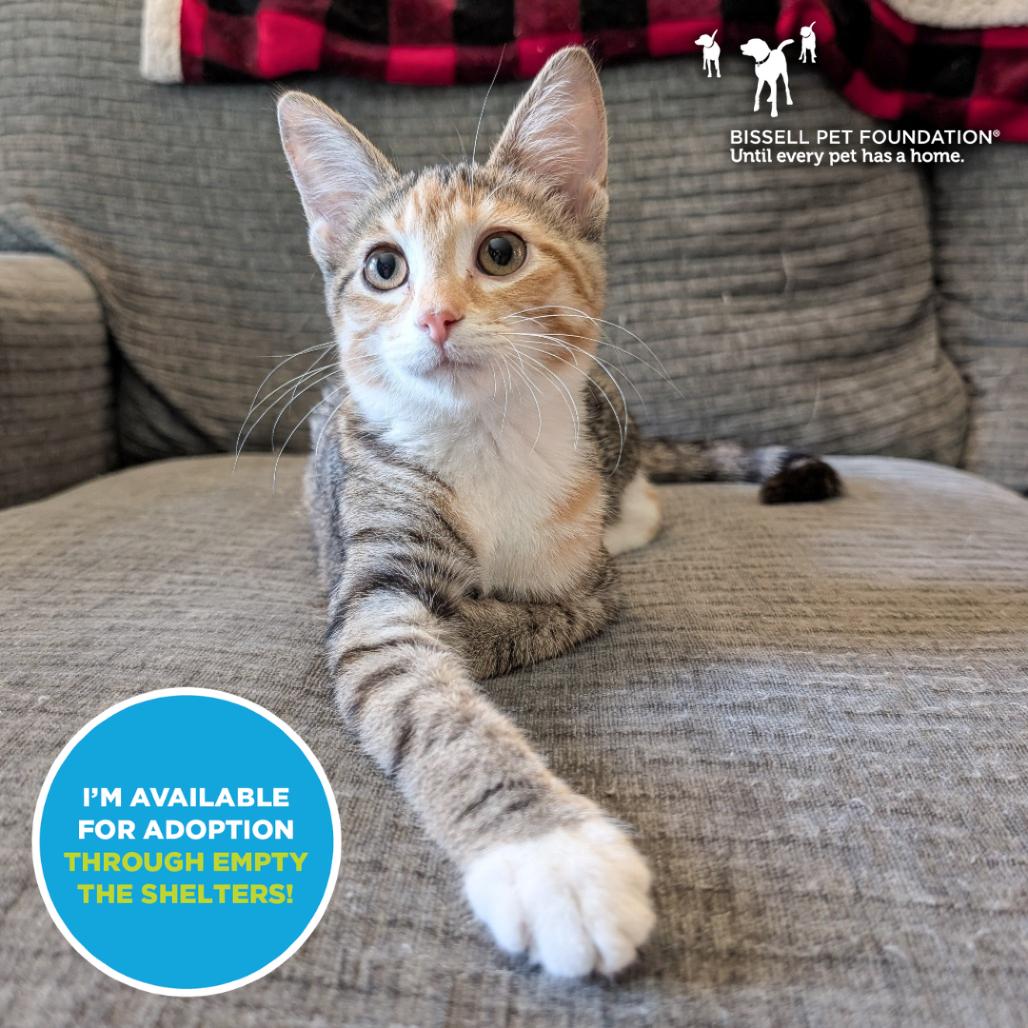 Sugar Plum- $25 Bissell Sponsored Adoption Fee!, Adoptable, Young Female Domestic Short Hair.