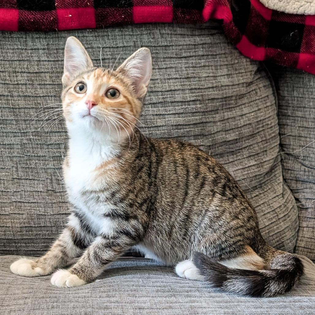 Sugar Plum, a Adoptable Domestic Short Hair in Cincinnati, OH image 4/5