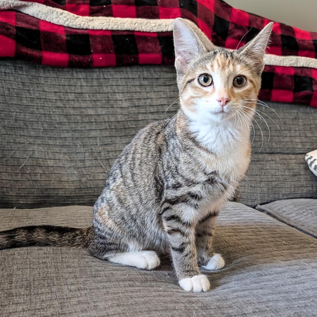 Sugar Plum, a Adoptable Domestic Short Hair in Cincinnati, OH image 5/5