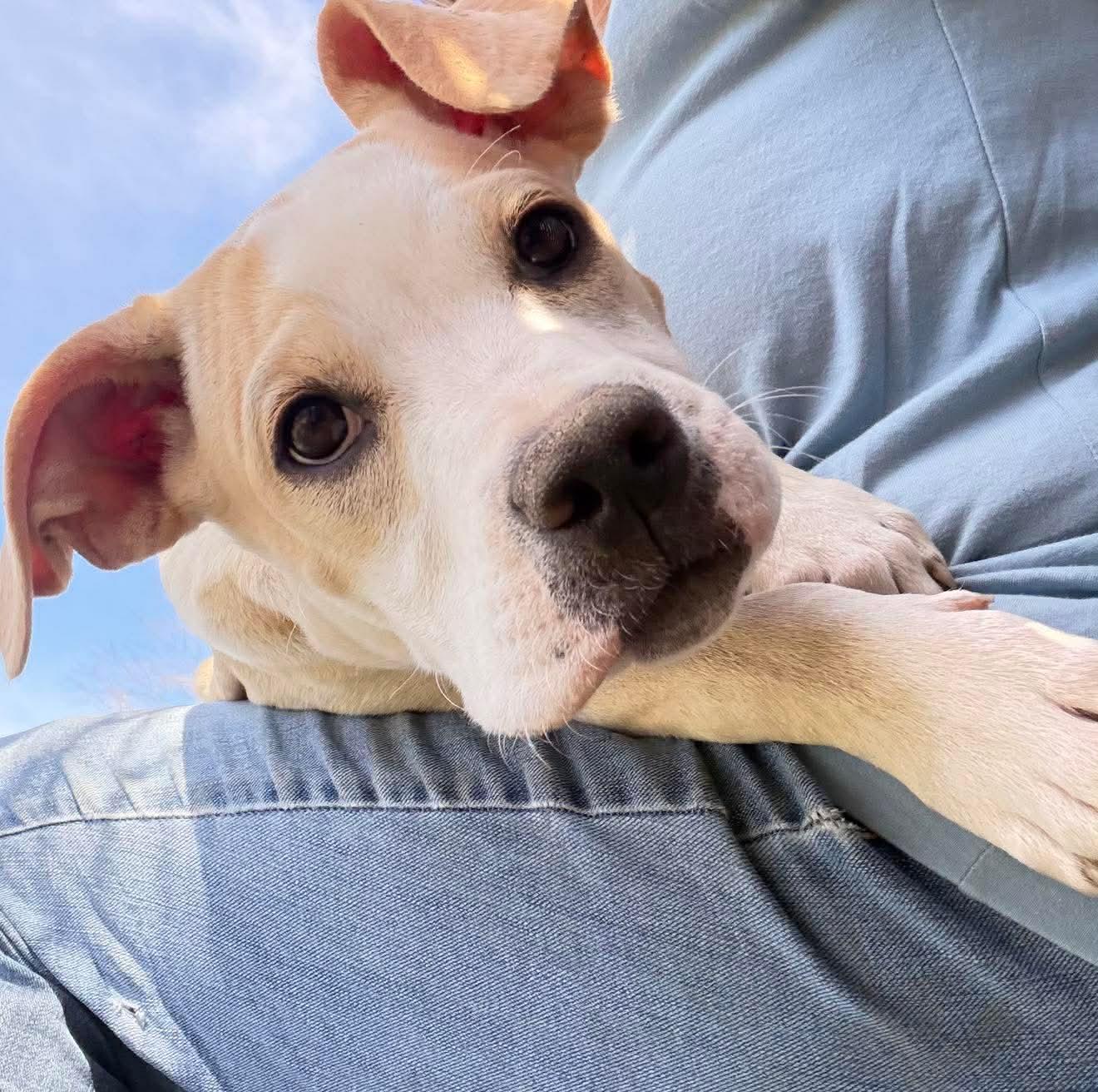 Enlarge Naomi , a Adoptable Mixed Breed in Argyle, NY image 3/6
