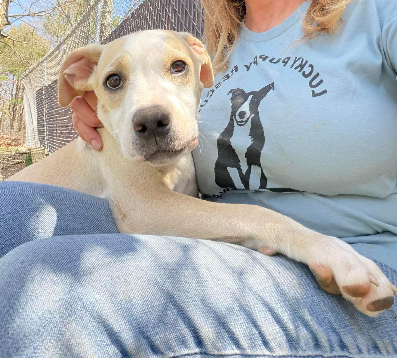 Enlarge Naomi , a Adoptable Mixed Breed in Argyle, NY image 4/6