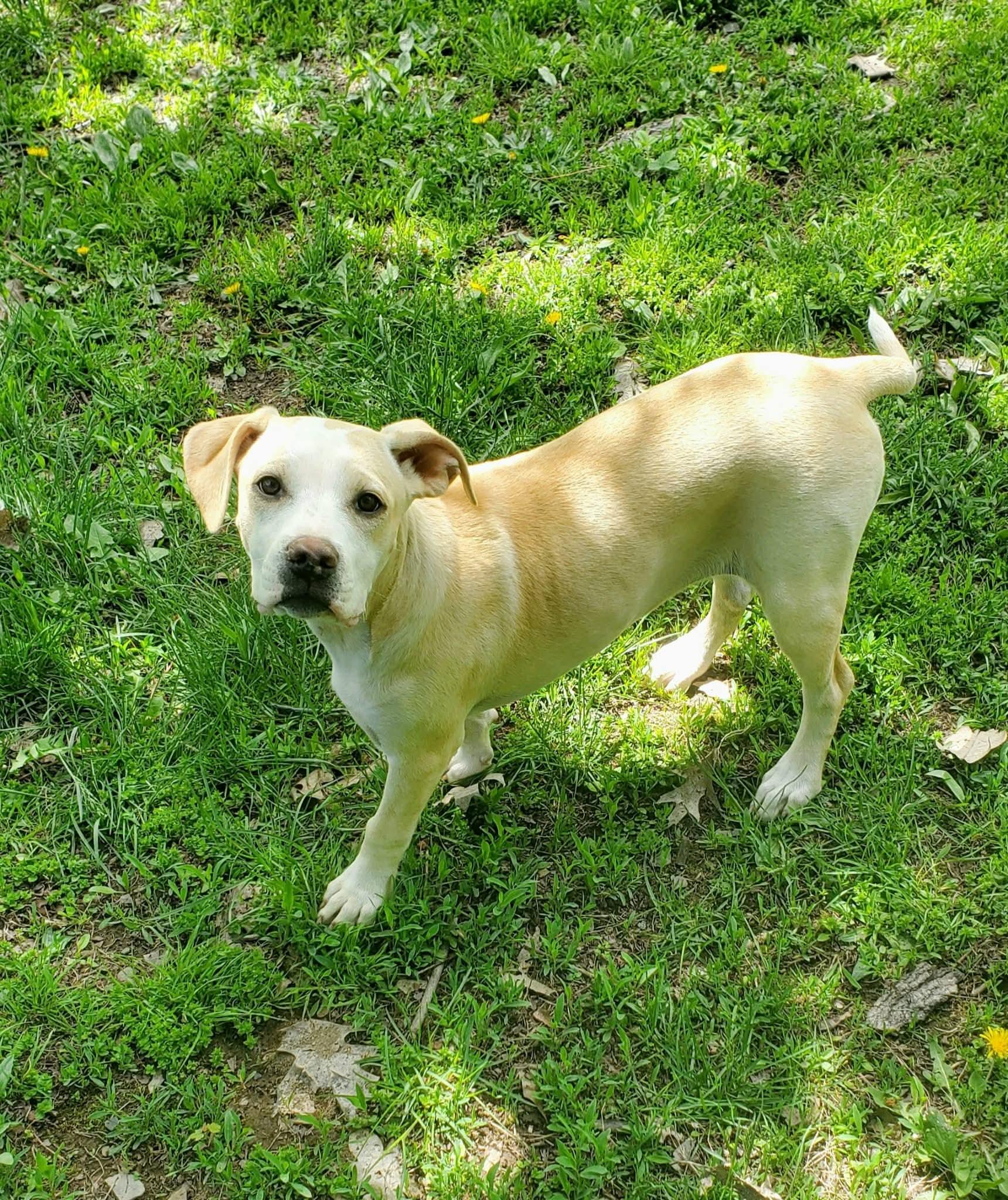 Enlarge Naomi , a Adoptable Mixed Breed in Argyle, NY image 2/6