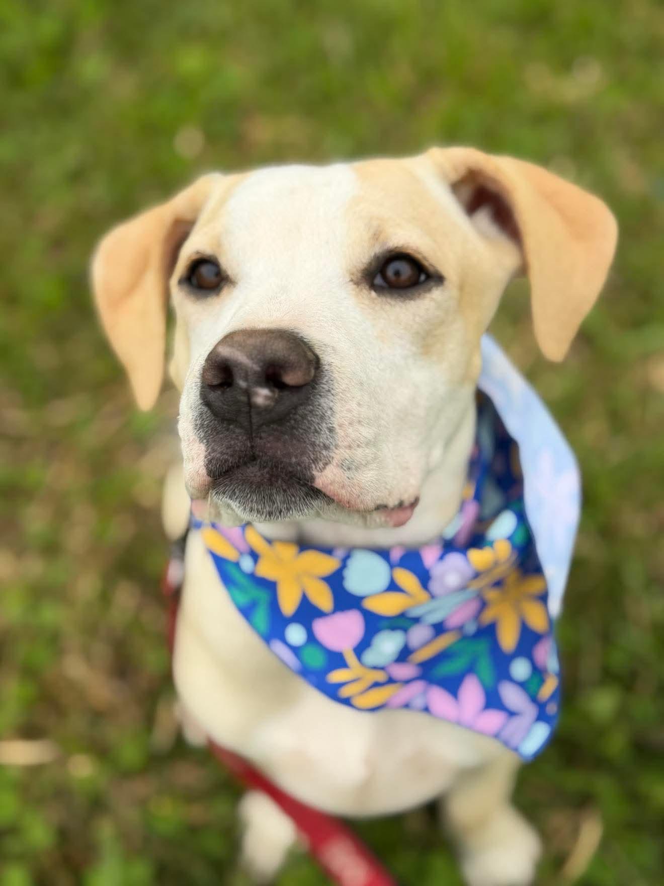 Enlarge Naomi , a Adoptable Mixed Breed in Argyle, NY image 1/6