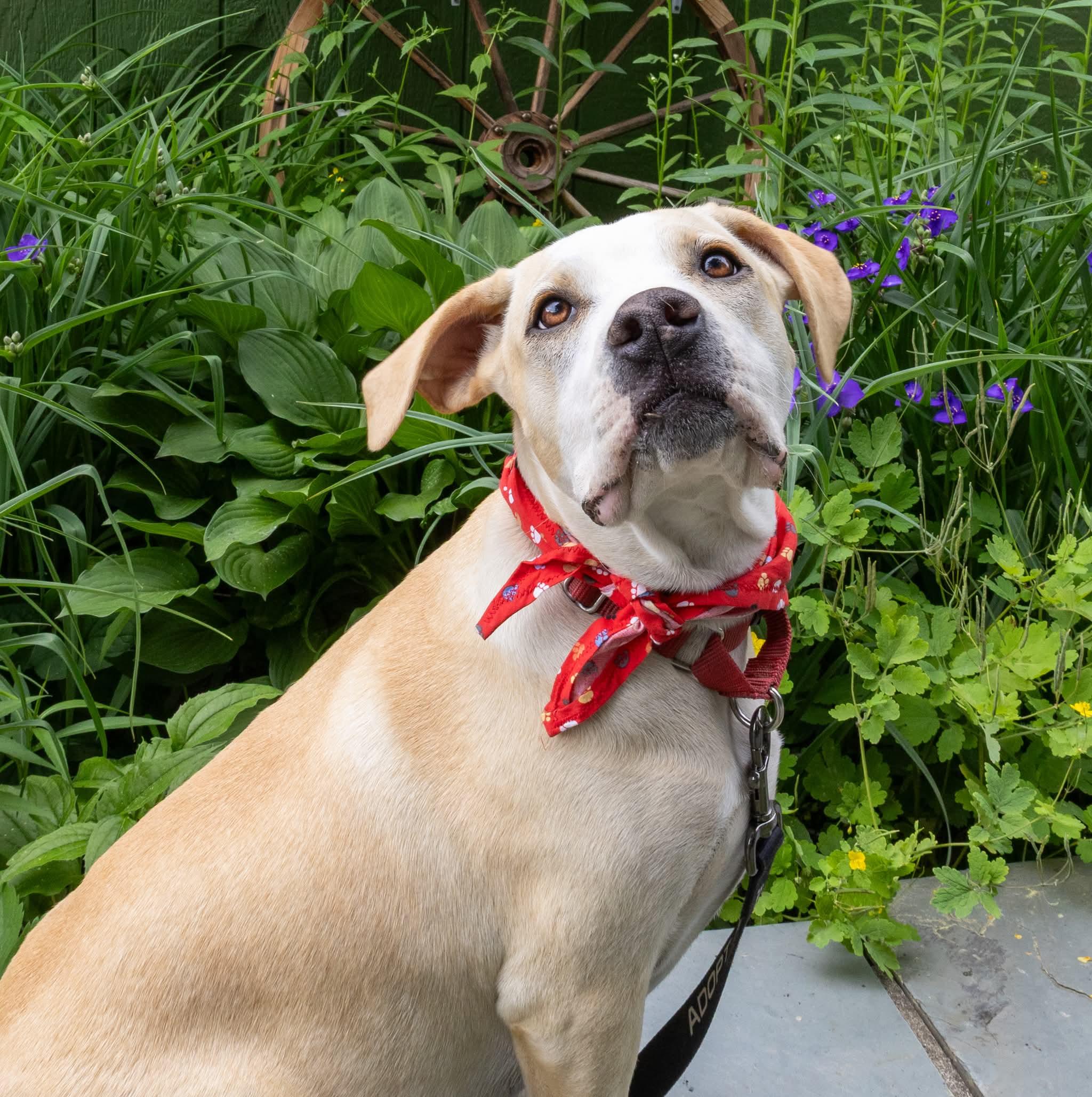 Naomi , Adoptable, Puppy Female Mixed Breed.