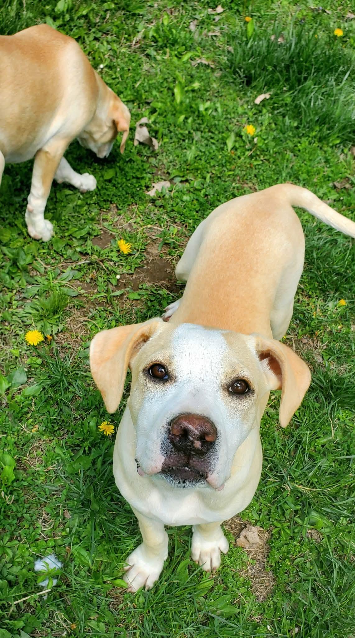 Enlarge Naomi , a Adoptable Mixed Breed in Argyle, NY image 5/6