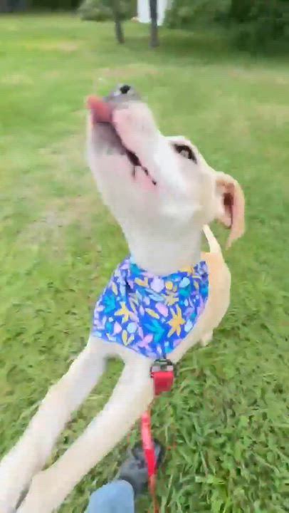 Enlarge Naomi , a Adoptable Mixed Breed in Argyle, NY video 6/6