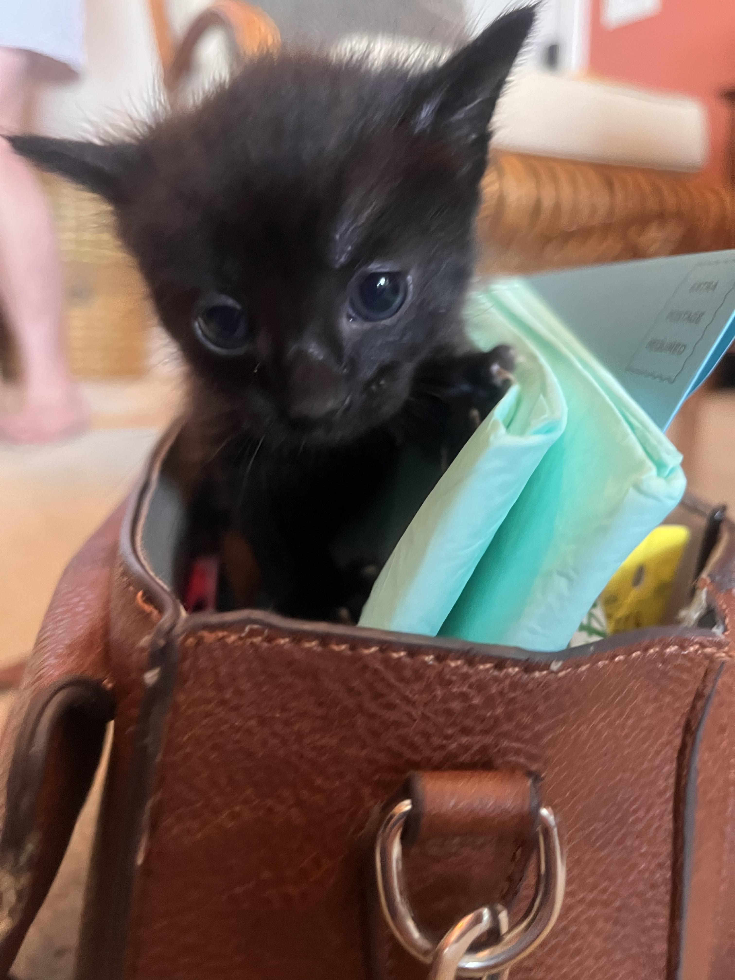 3 black kittens!!