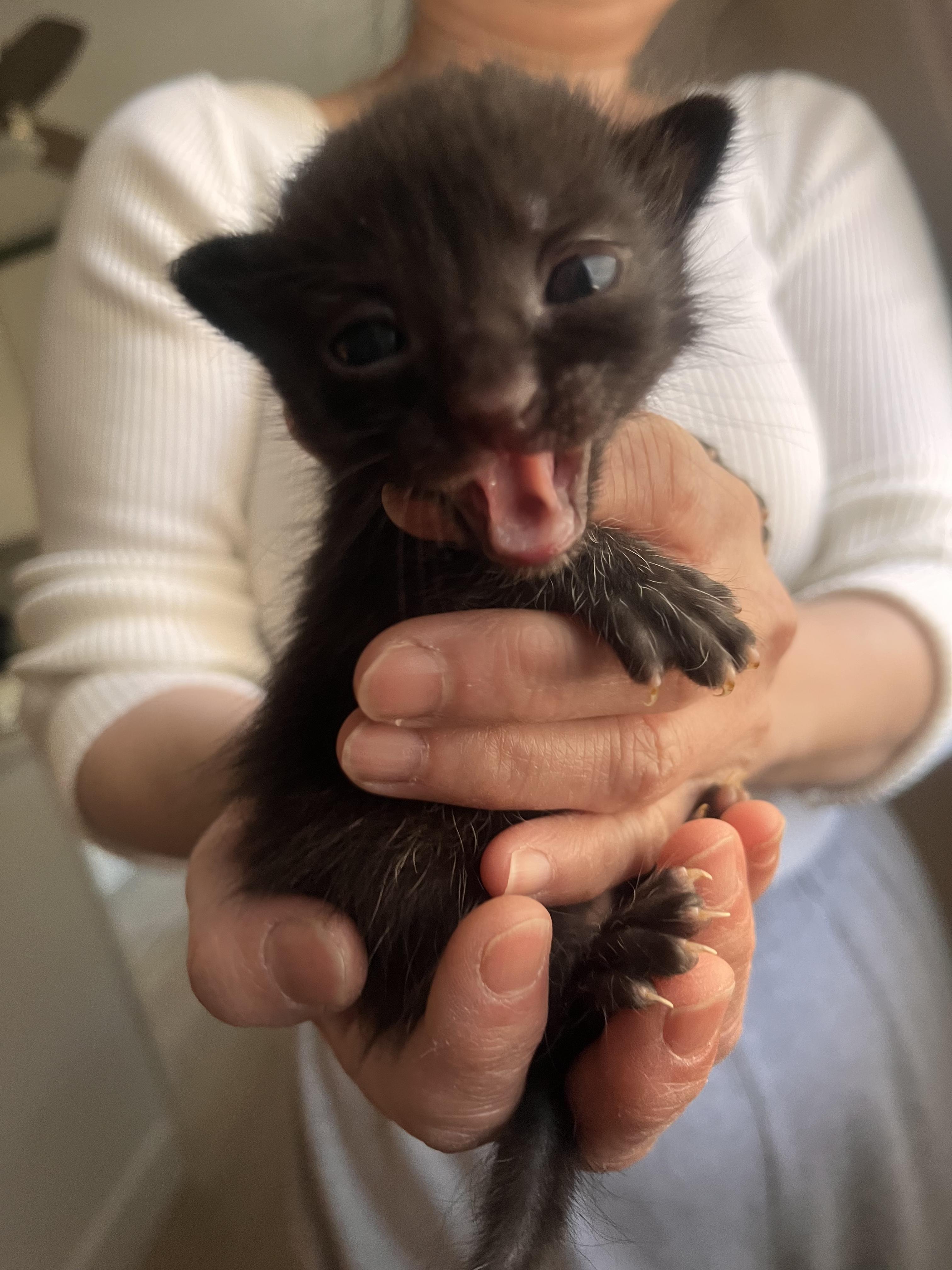 3 black kittens!!