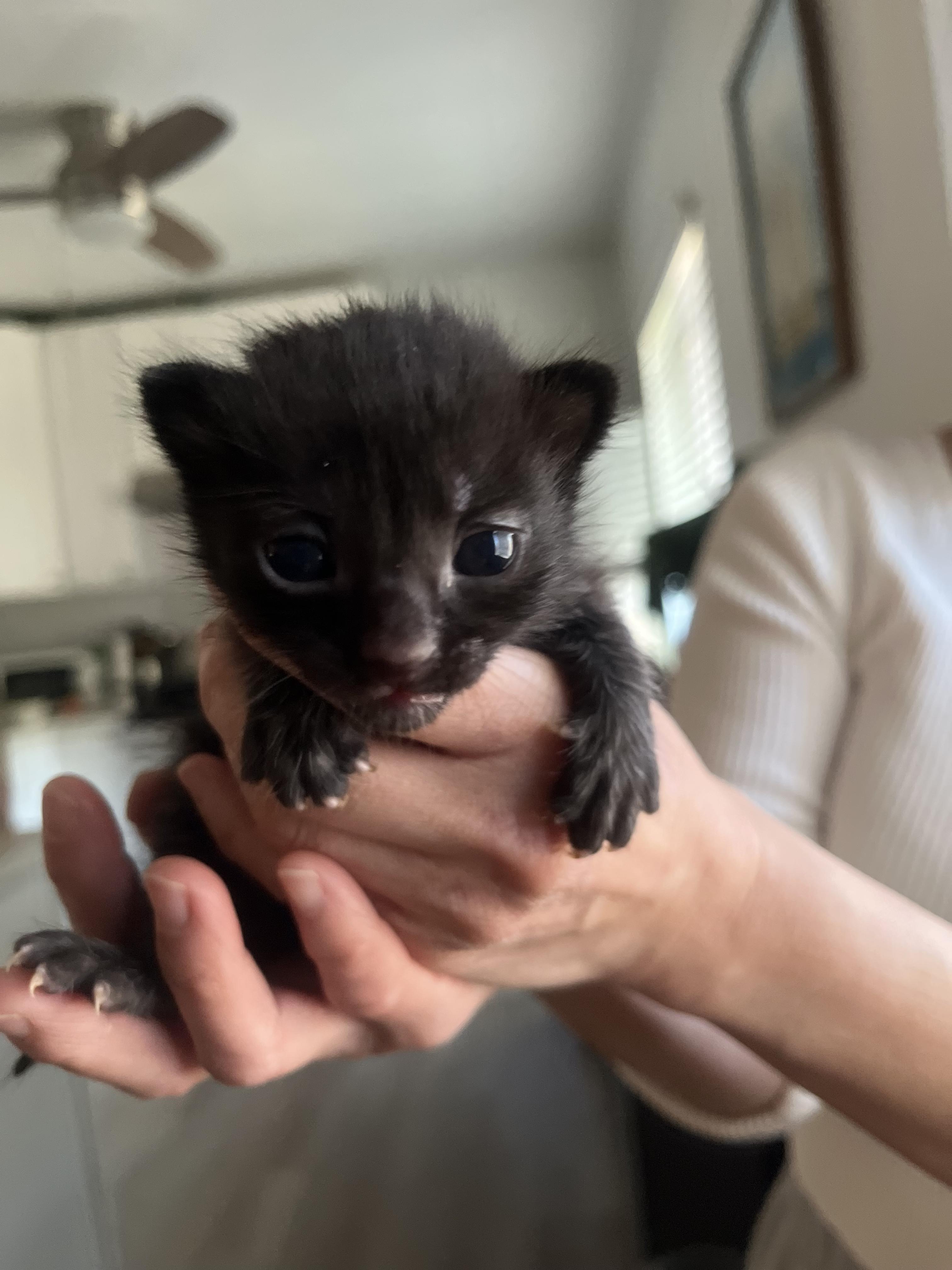 3 black kittens!!