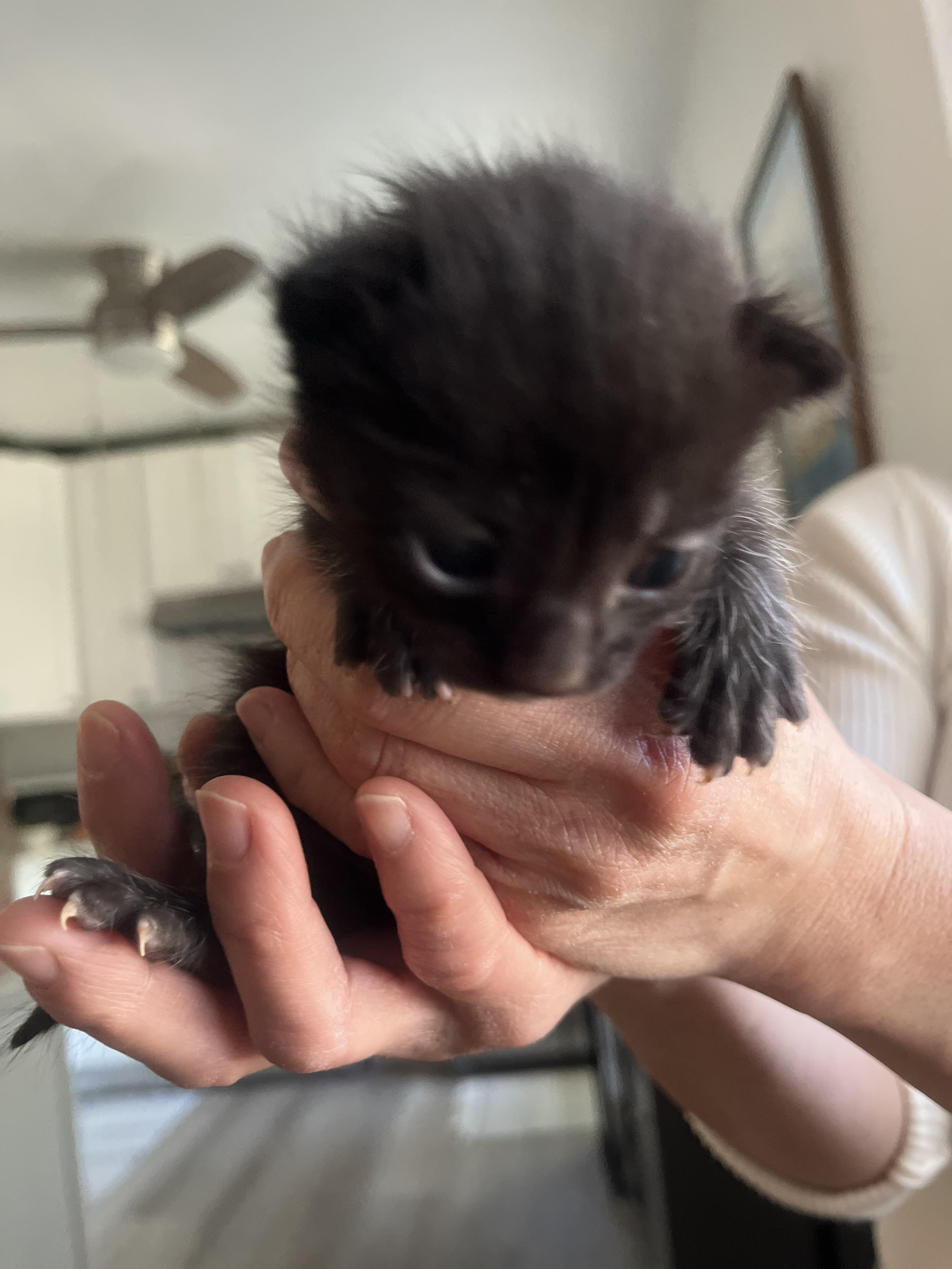 3 black kittens!!