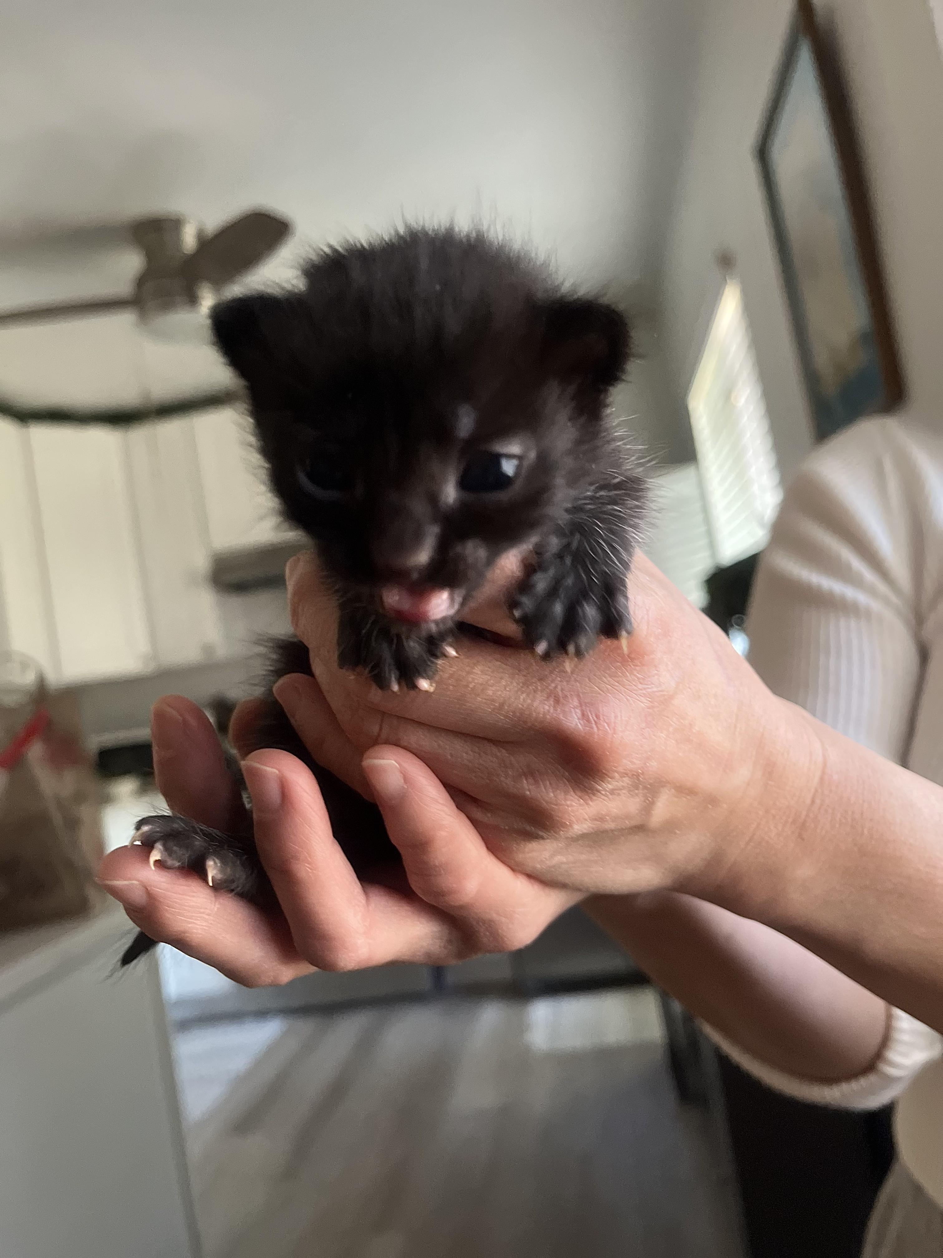 3 black kittens!!