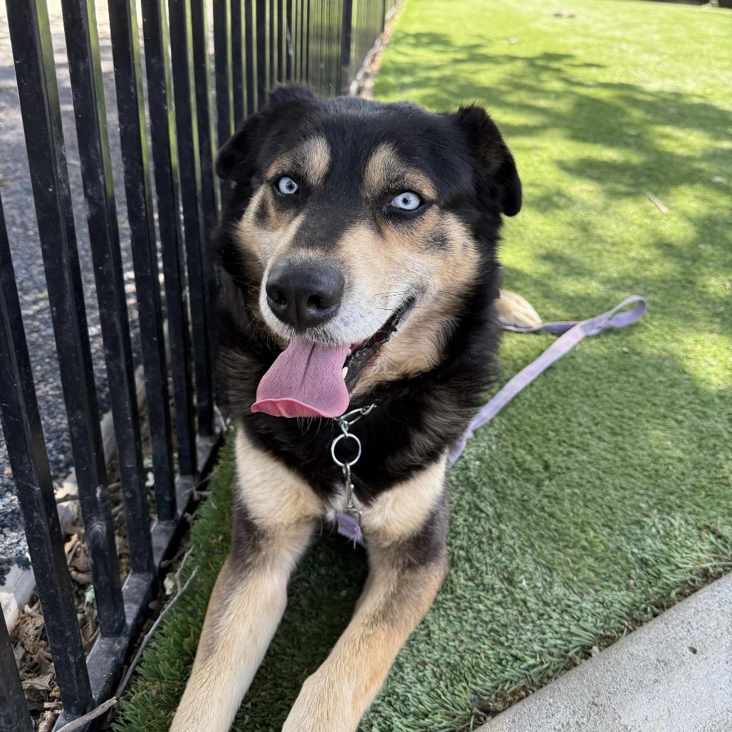 Cypher - ECAS, Adoptable, Adult Male Shepherd & Mixed Breed.
