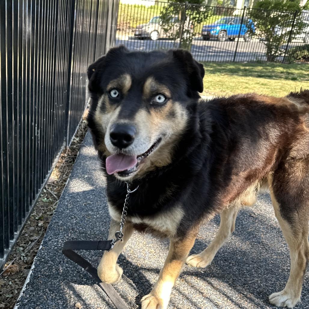 Cypher - ECAS, Adoptable, Adult Male Shepherd.