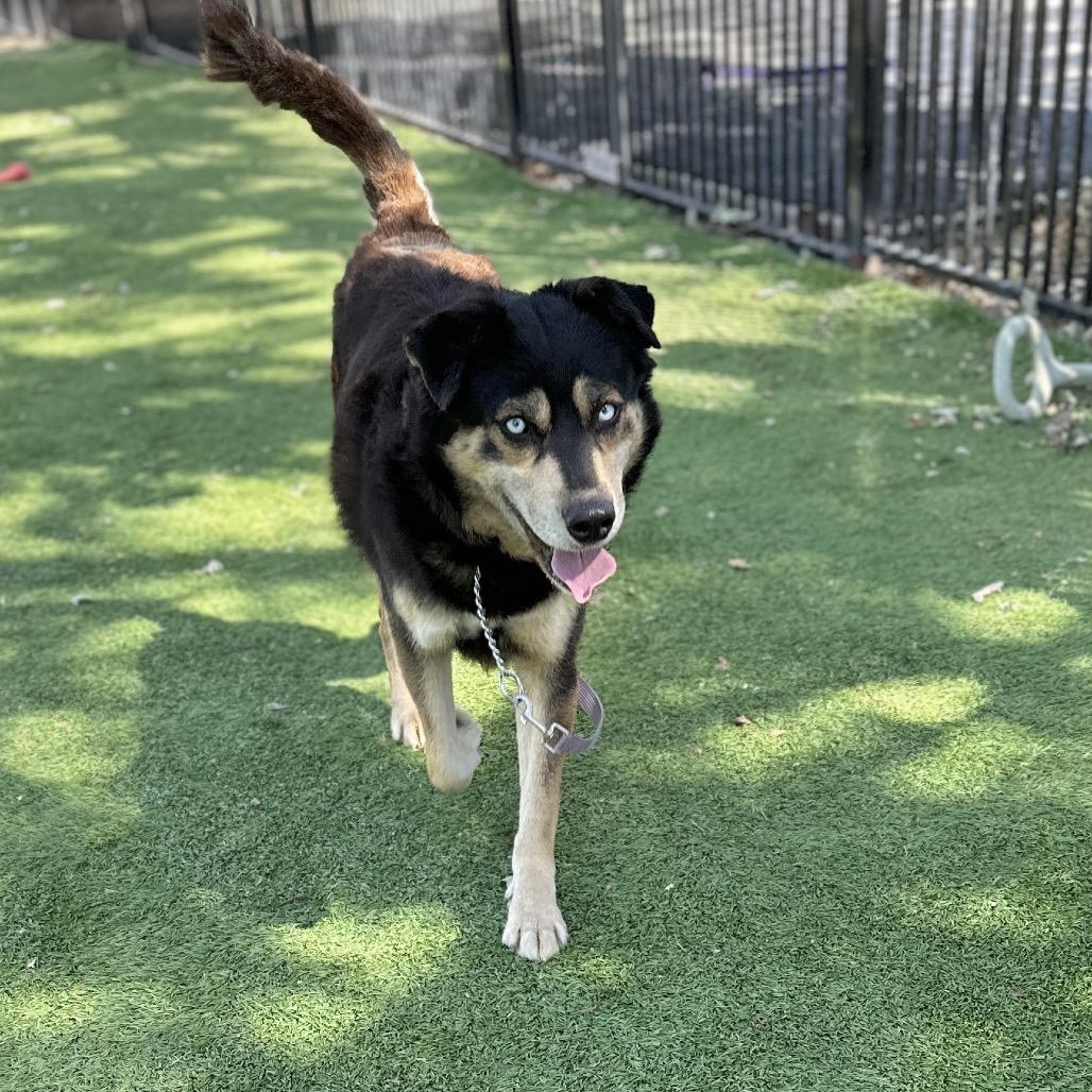 Enlarge Cypher - ECAS, a Adoptable mixed breed in Pleasanton, CA image 2/6
