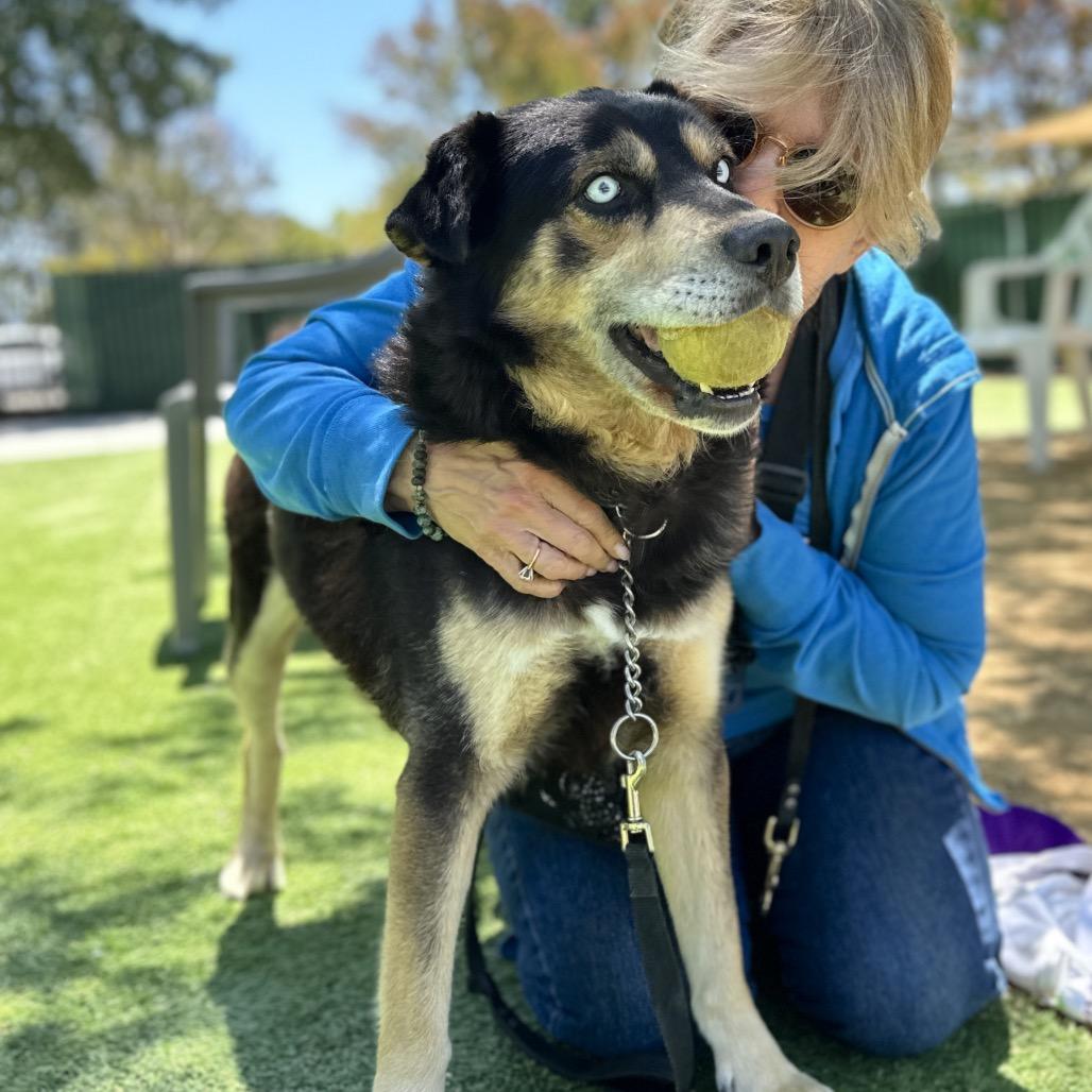 Enlarge Cypher - ECAS, a Adoptable mixed breed in Pleasanton, CA image 3/6