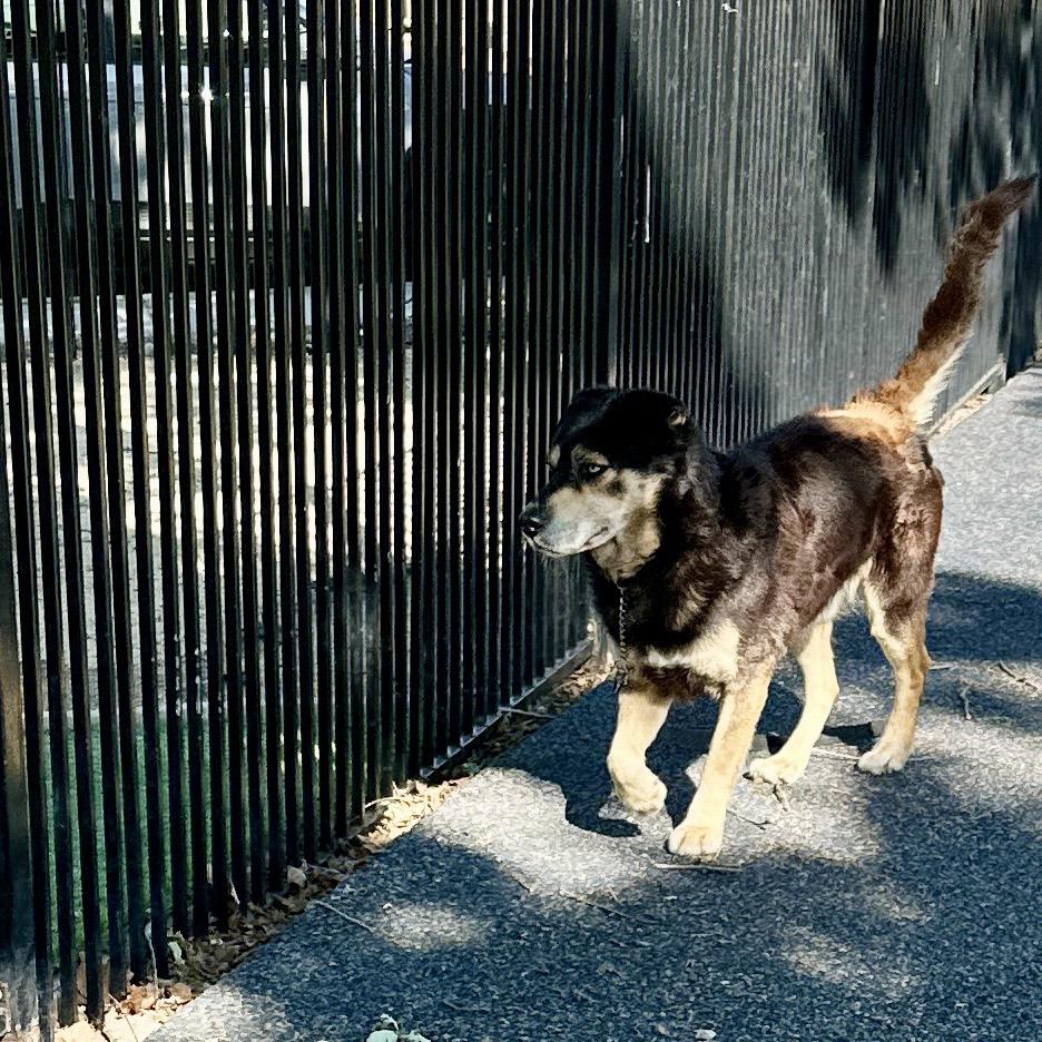 Enlarge Cypher - ECAS, a Adoptable mixed breed in Pleasanton, CA image 3/6