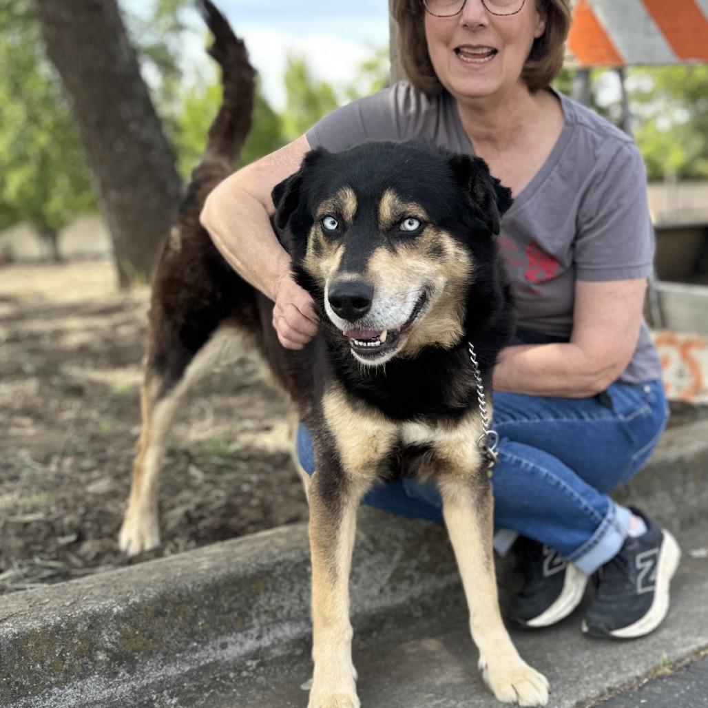 Enlarge Cypher - ECAS, a Adoptable mixed breed in Pleasanton, CA image 4/6