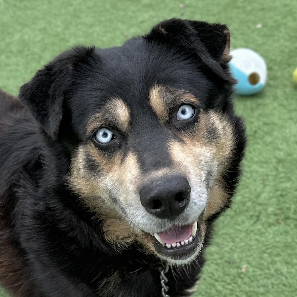 Enlarge Cypher - ECAS, a Adoptable mixed breed in Pleasanton, CA image 5/6