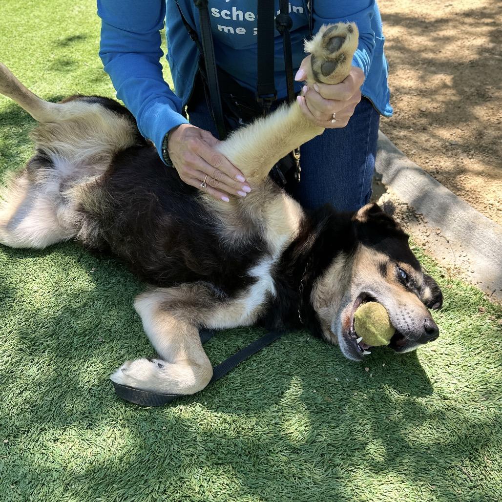 Enlarge Cypher - ECAS, a Adoptable mixed breed in Pleasanton, CA image 6/6
