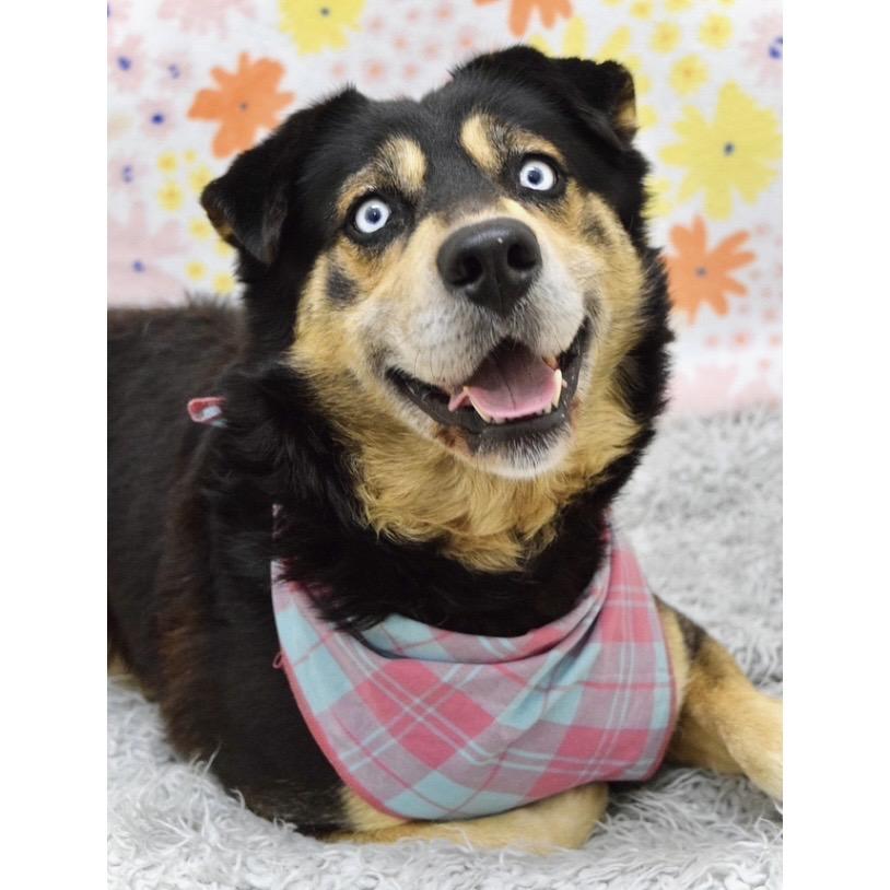 Enlarge Cypher - ECAS, a Adoptable mixed breed in Pleasanton, CA image 6/6