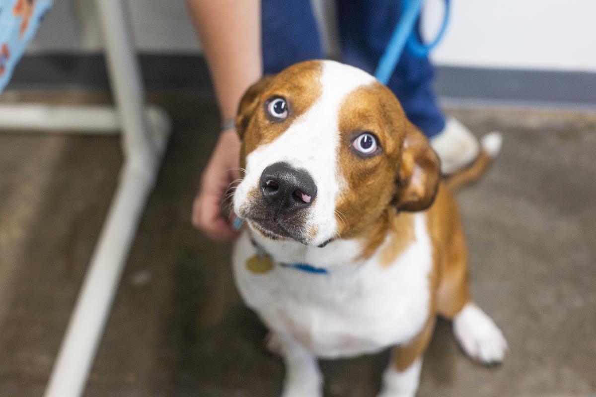 Enlarge Ranger (Trip), a Adoptable mixed breed in Mountain Home, AR image 1/1