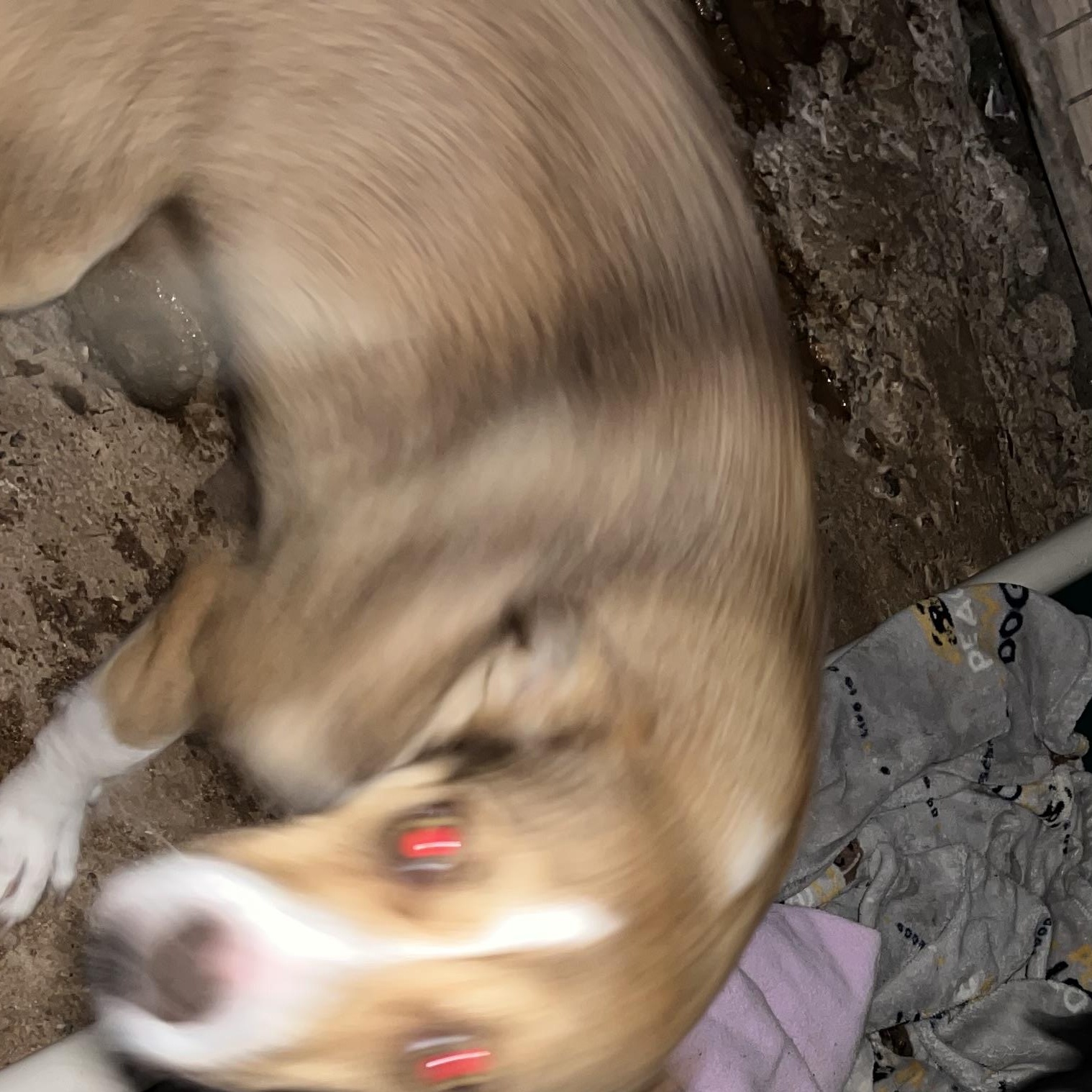 Amber, an adopted Border Collie in Carnegie, OK image 2/3