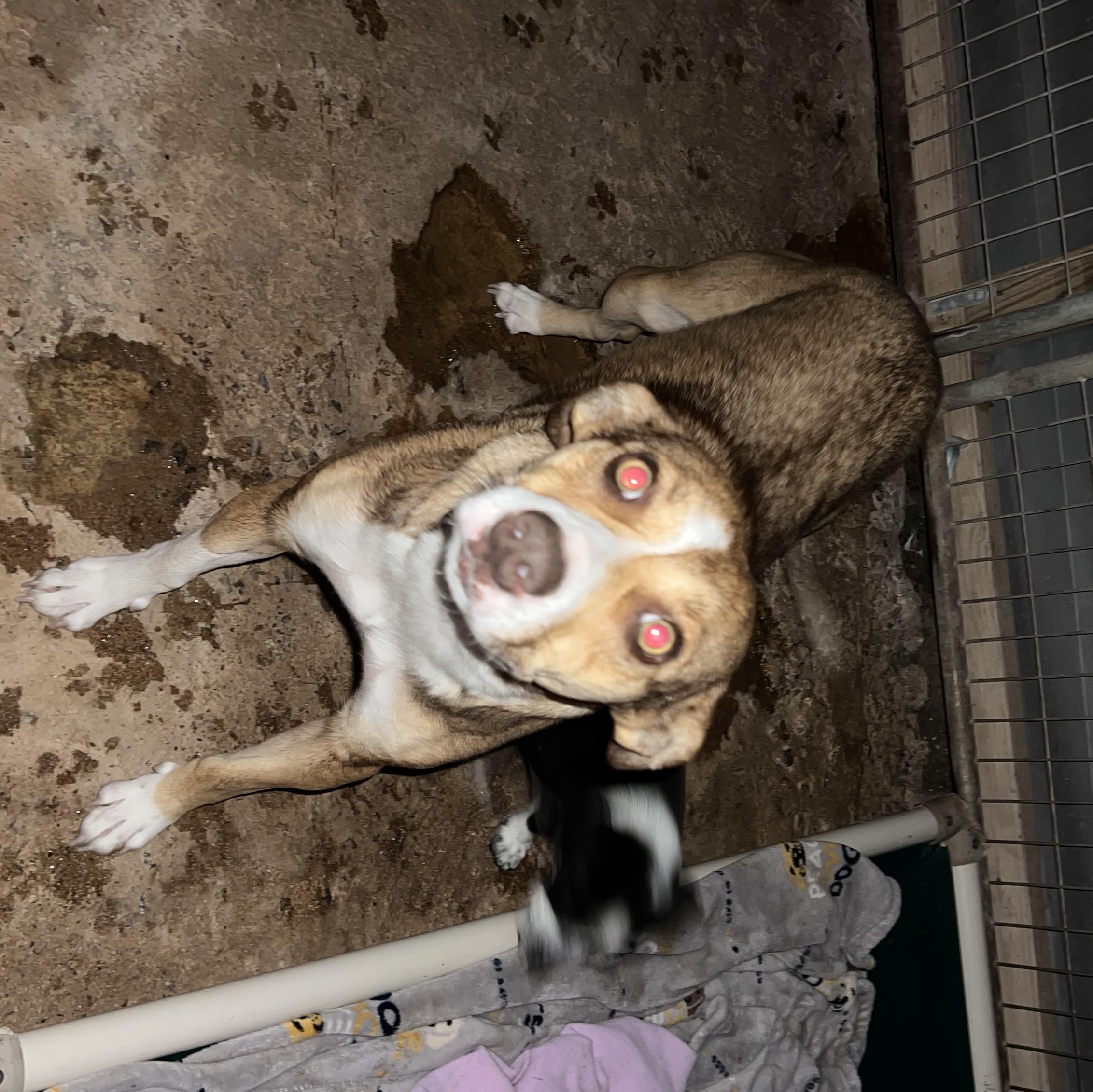 Amber, an adopted Border Collie in Carnegie, OK image 3/3