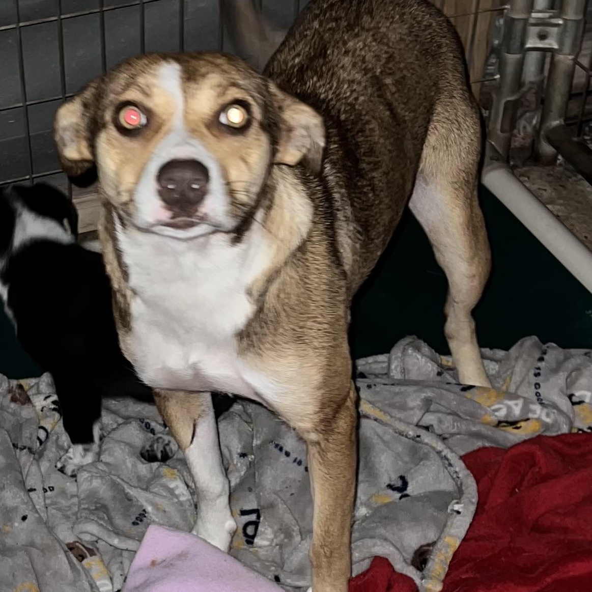 Amber, adopted, Adult Female Border Collie.