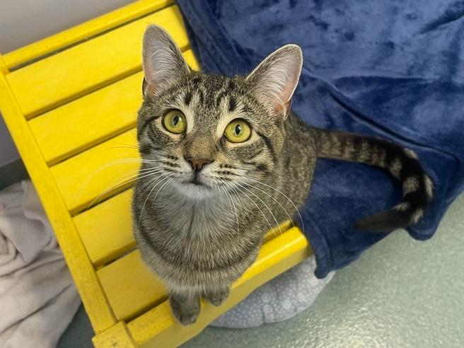 Enlarge Skittles, a Adoptable Domestic Short Hair in Trenton, ME image 1/6
