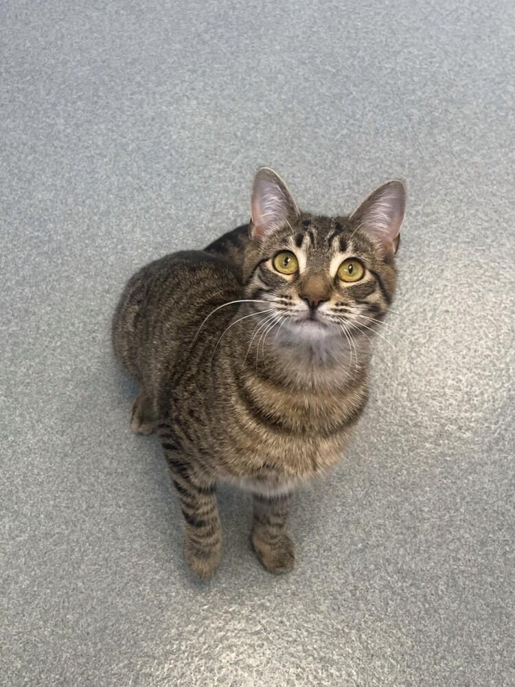 Enlarge Skittles, a Adoptable Domestic Short Hair in Trenton, ME image 2/6