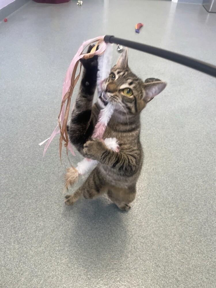 Enlarge Skittles, a Adoptable Domestic Short Hair in Trenton, ME image 3/6