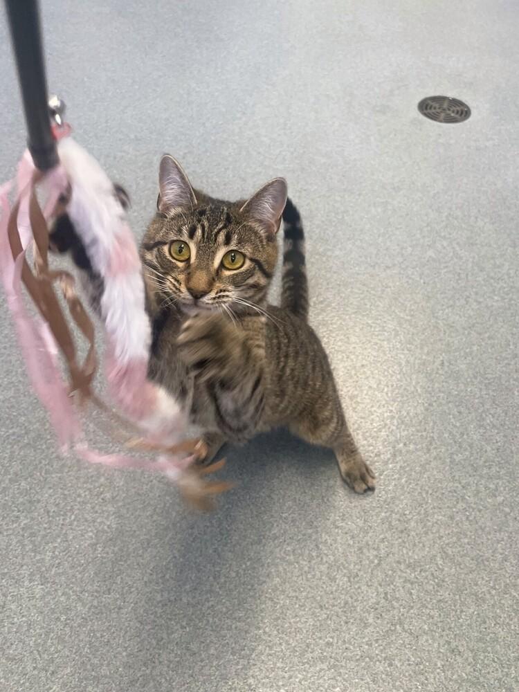 Enlarge Skittles, a Adoptable Domestic Short Hair in Trenton, ME image 5/6
