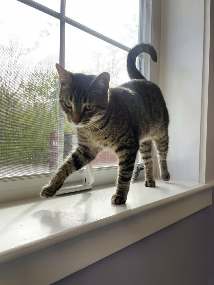 Enlarge Skittles, a Adoptable Domestic Short Hair in Trenton, ME image 6/6