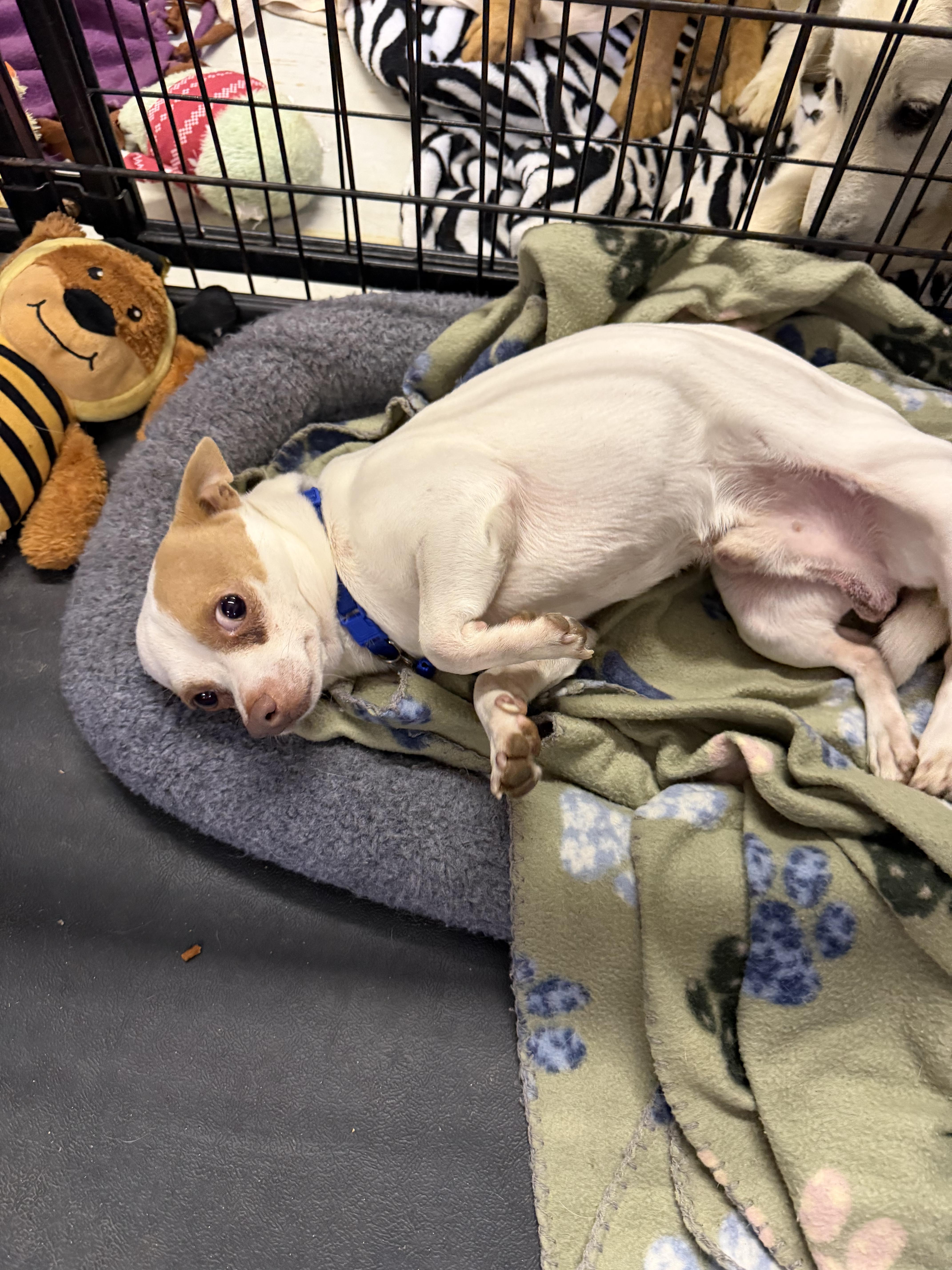 Buddy, a ADOPTABLE Chihuahua in Muldrow, OK image 4/5