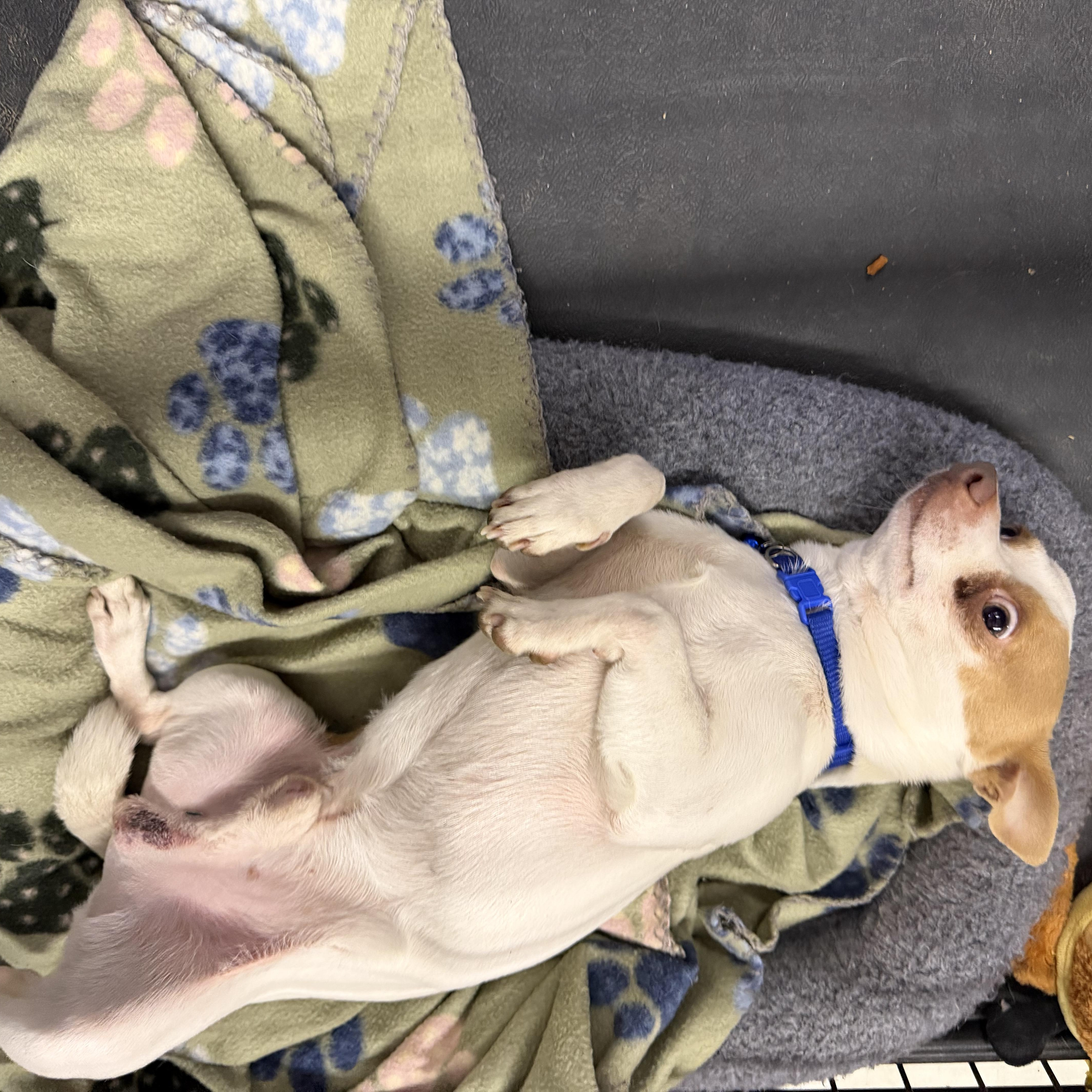 Buddy, a ADOPTABLE Chihuahua in Muldrow, OK image 2/5