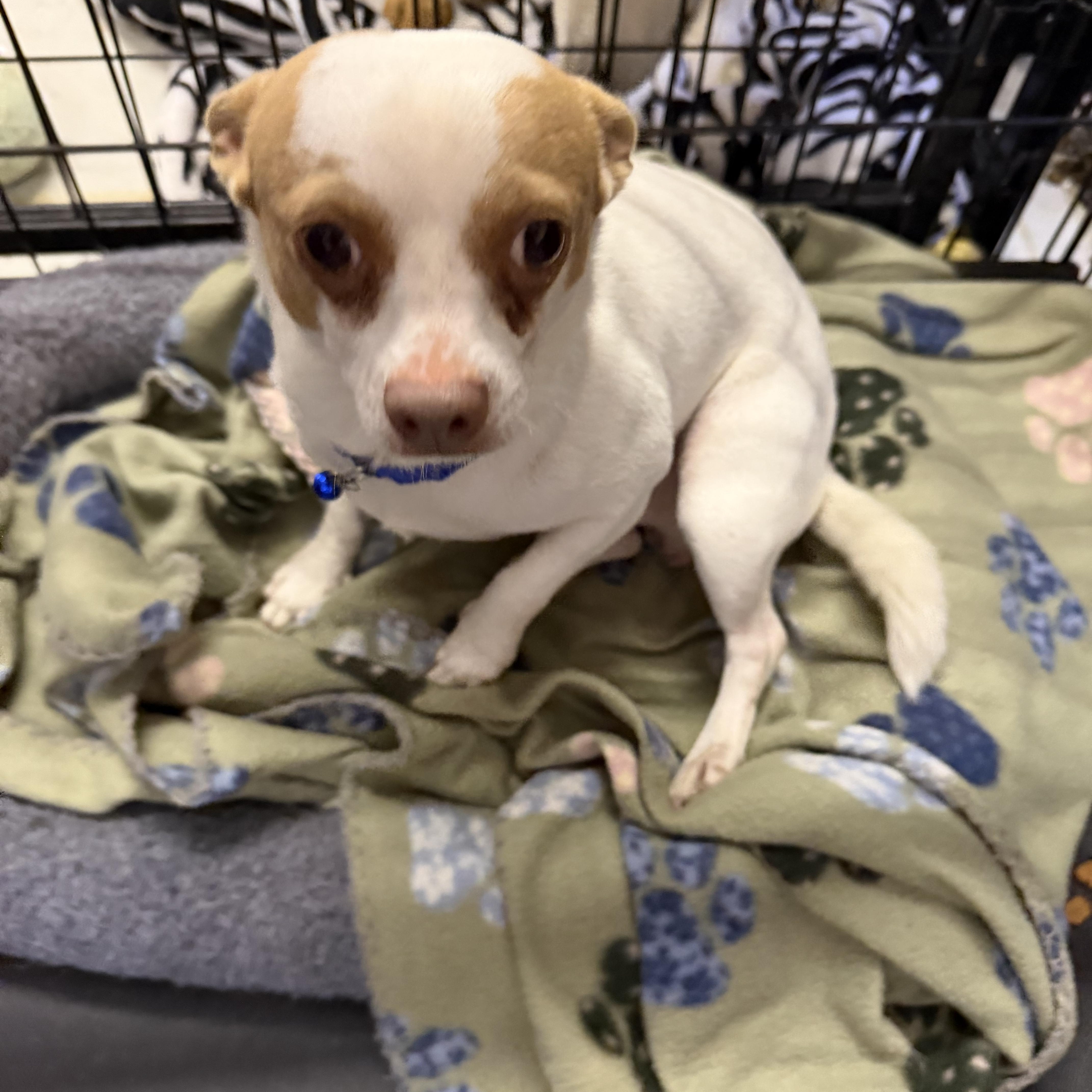 Buddy, a ADOPTABLE Chihuahua in Muldrow, OK image 5/5