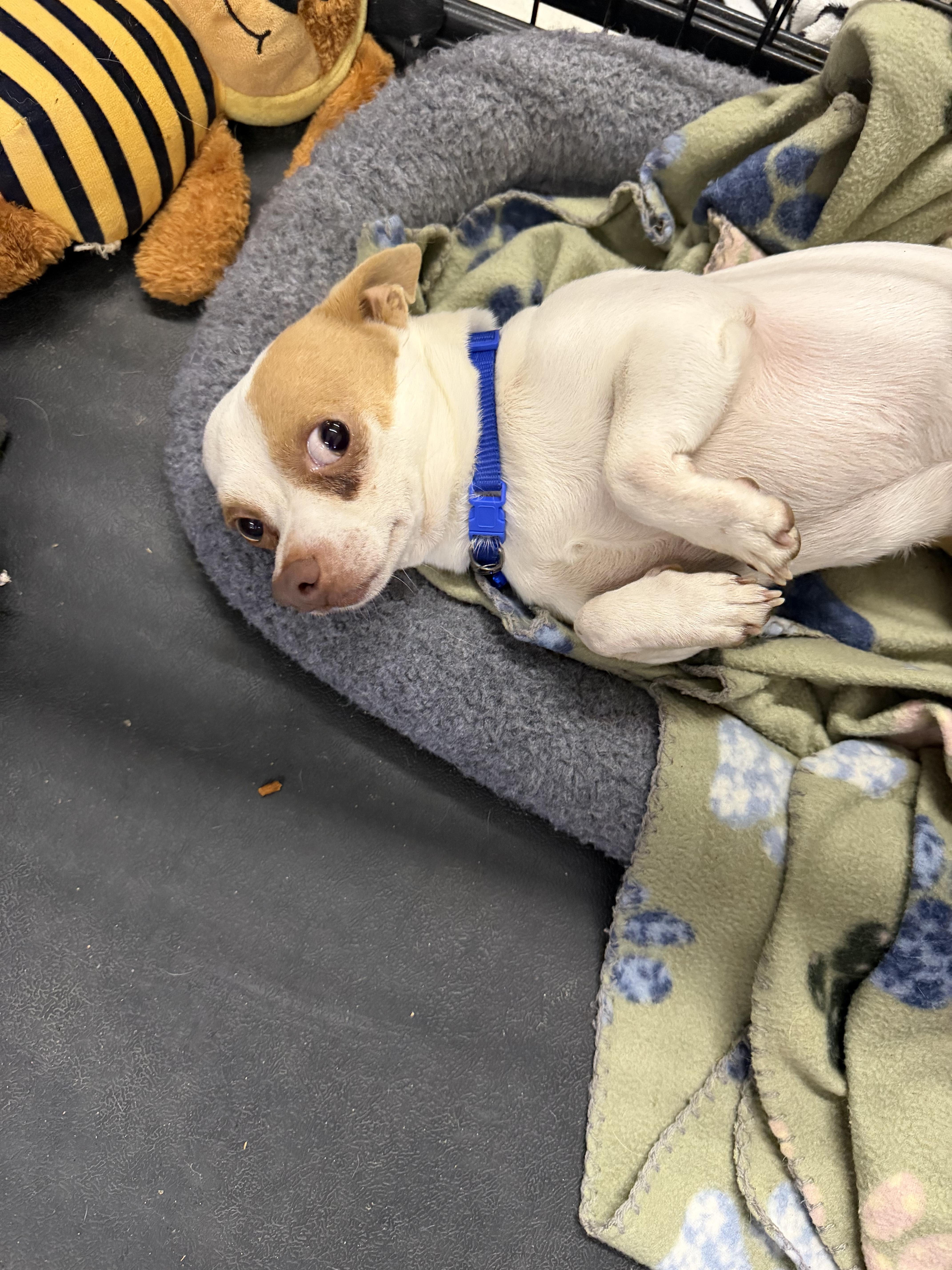 Buddy, a ADOPTABLE Chihuahua in Muldrow, OK image 3/5