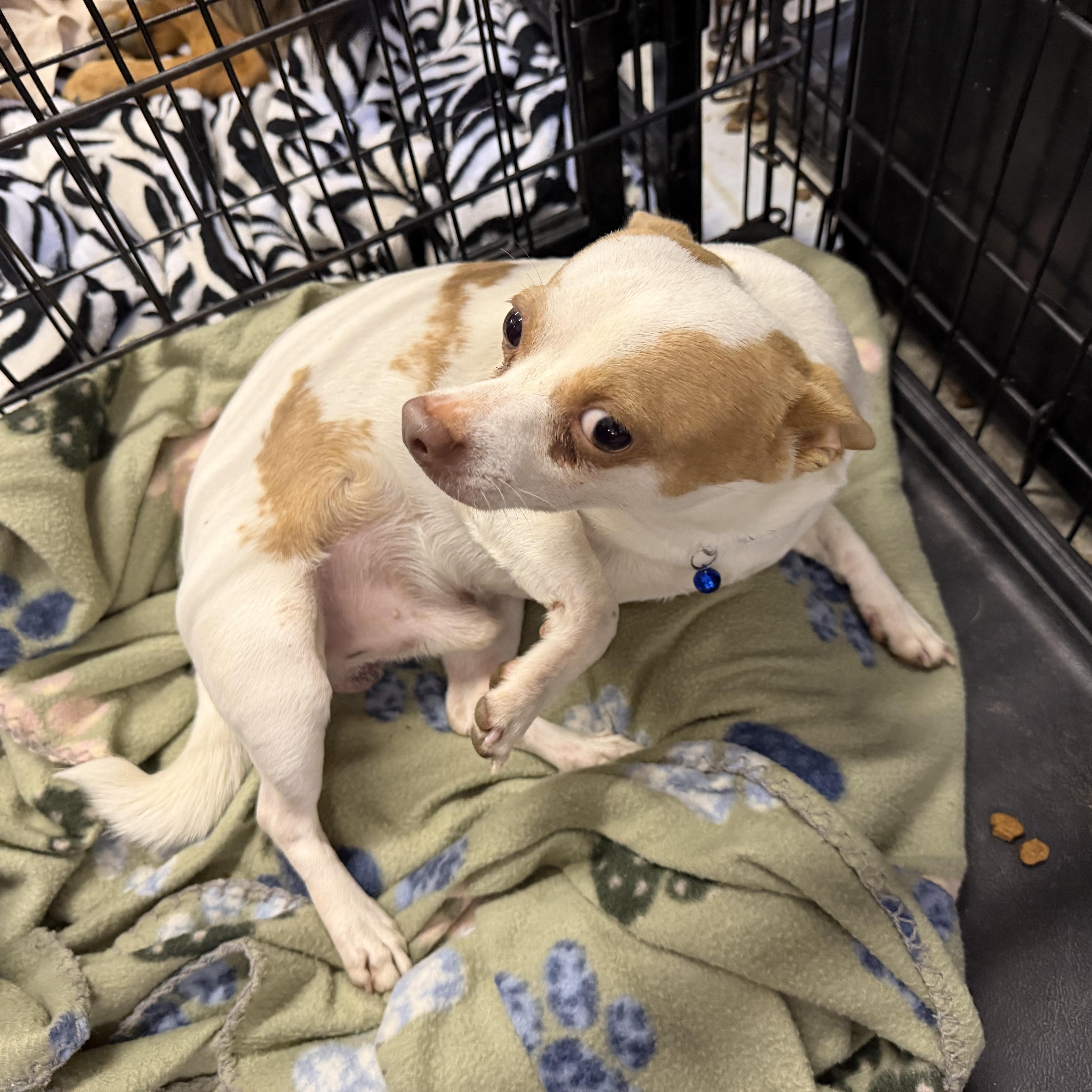 Buddy, ADOPTABLE, Young Male Chihuahua.