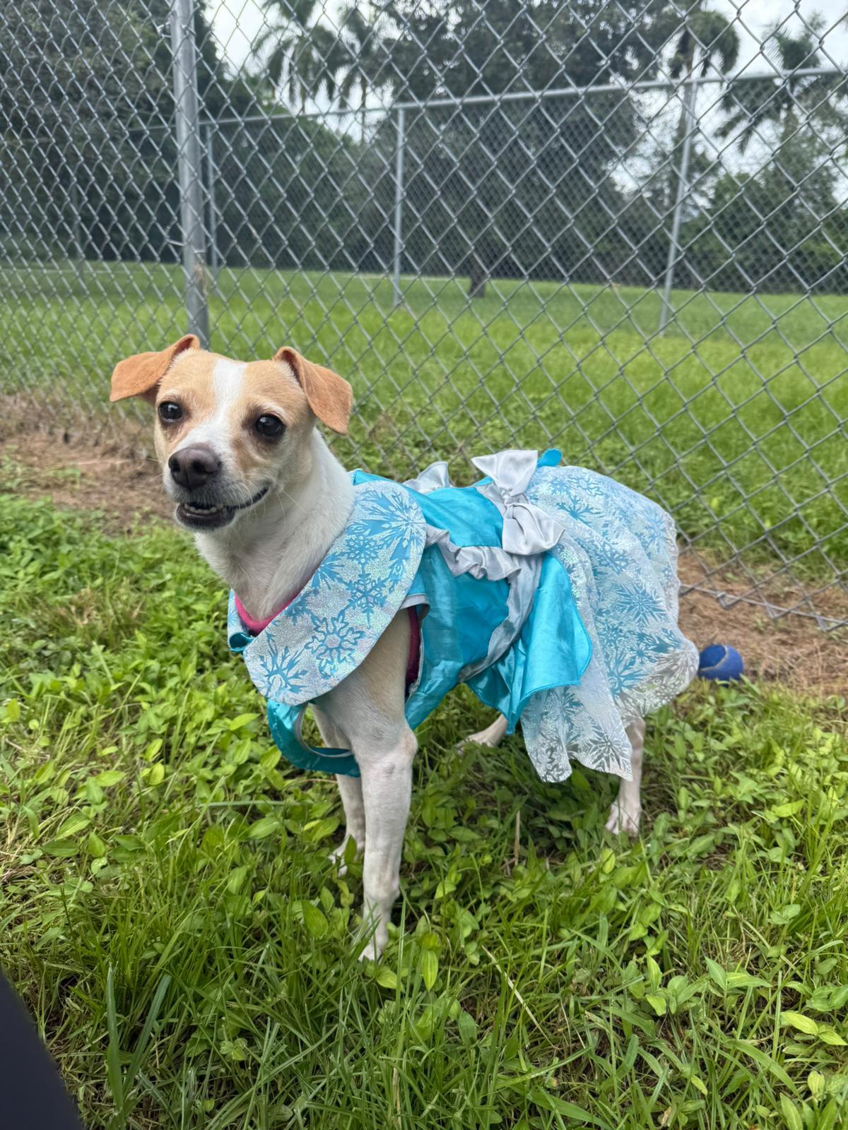 Mia 0911, Adoptable, Adult Female Chihuahua.