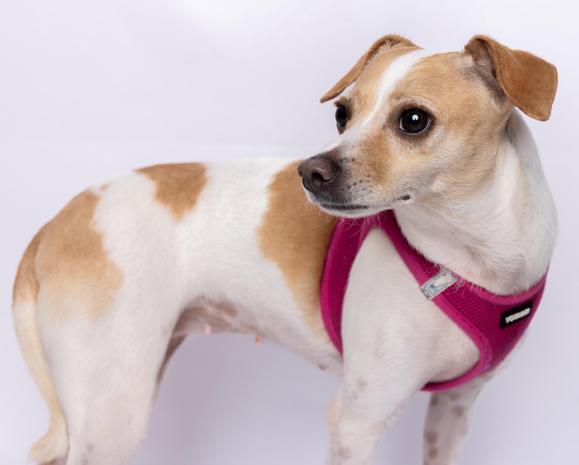 Mia 0911, a Adoptable mixed breed in Boca Raton, FL image 2/4