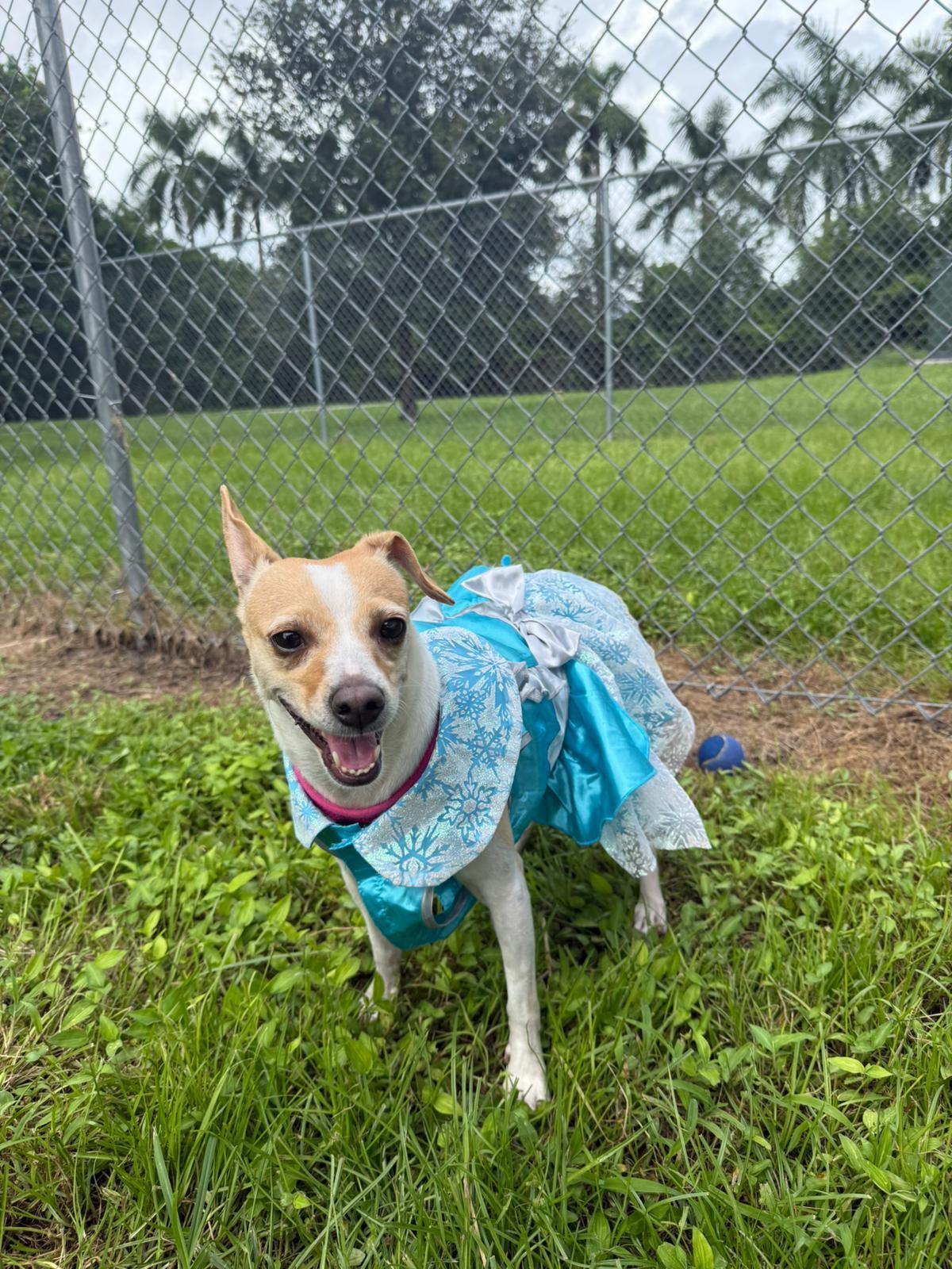 Mia 0911, a Adoptable mixed breed in Boca Raton, FL image 3/4
