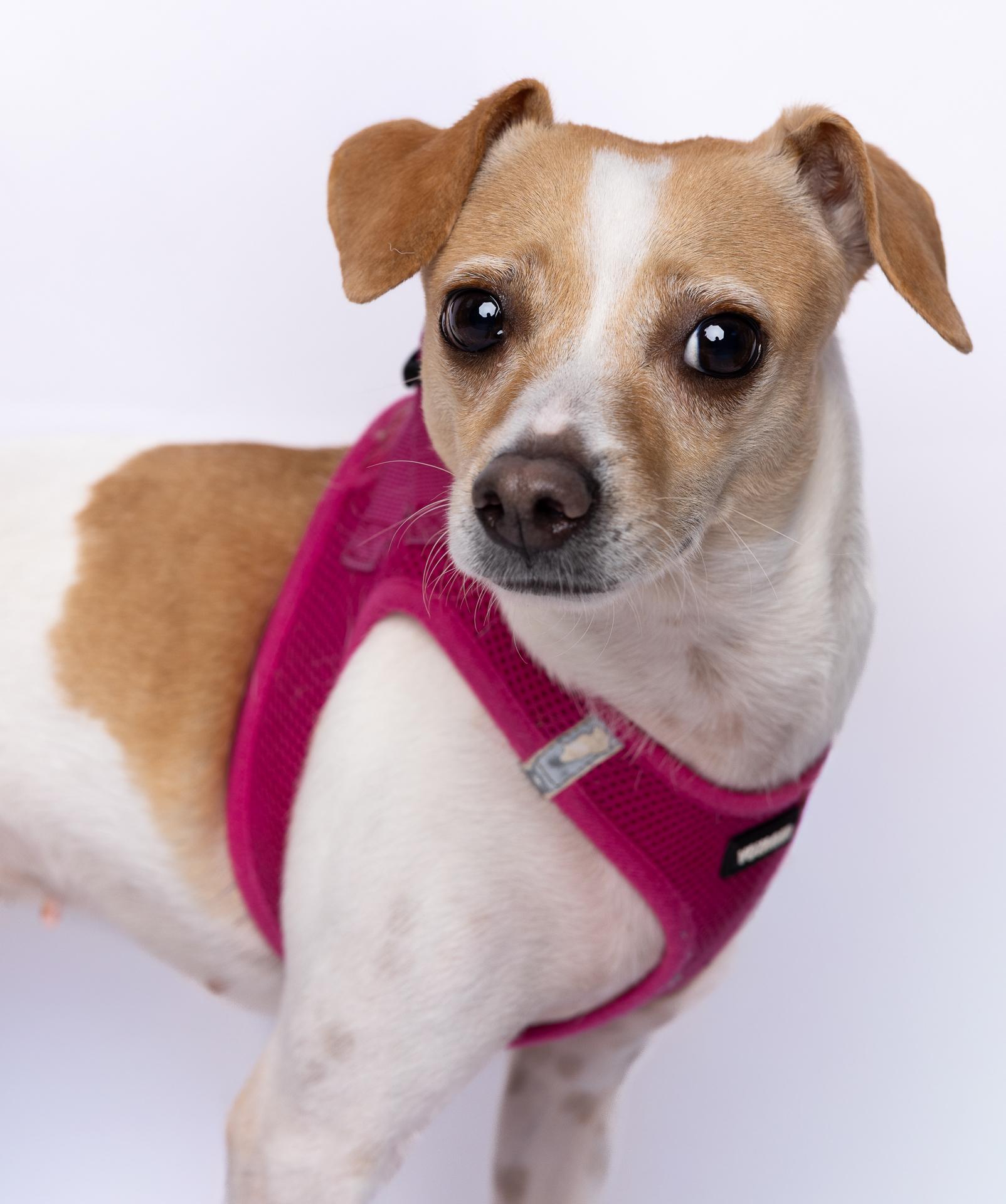 Mia 0911, a Adoptable mixed breed in Boca Raton, FL image 4/4