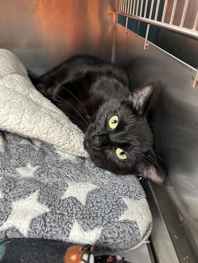 Lottie, a ADOPTABLE Domestic Short Hair in Oak Ridge, TN image 4/5